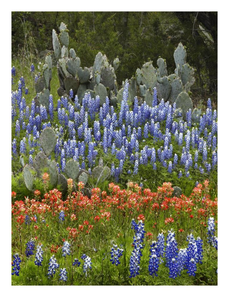 Bluebonnet and Pricky Pear cactus, Texas-Paper Art-20"x26"