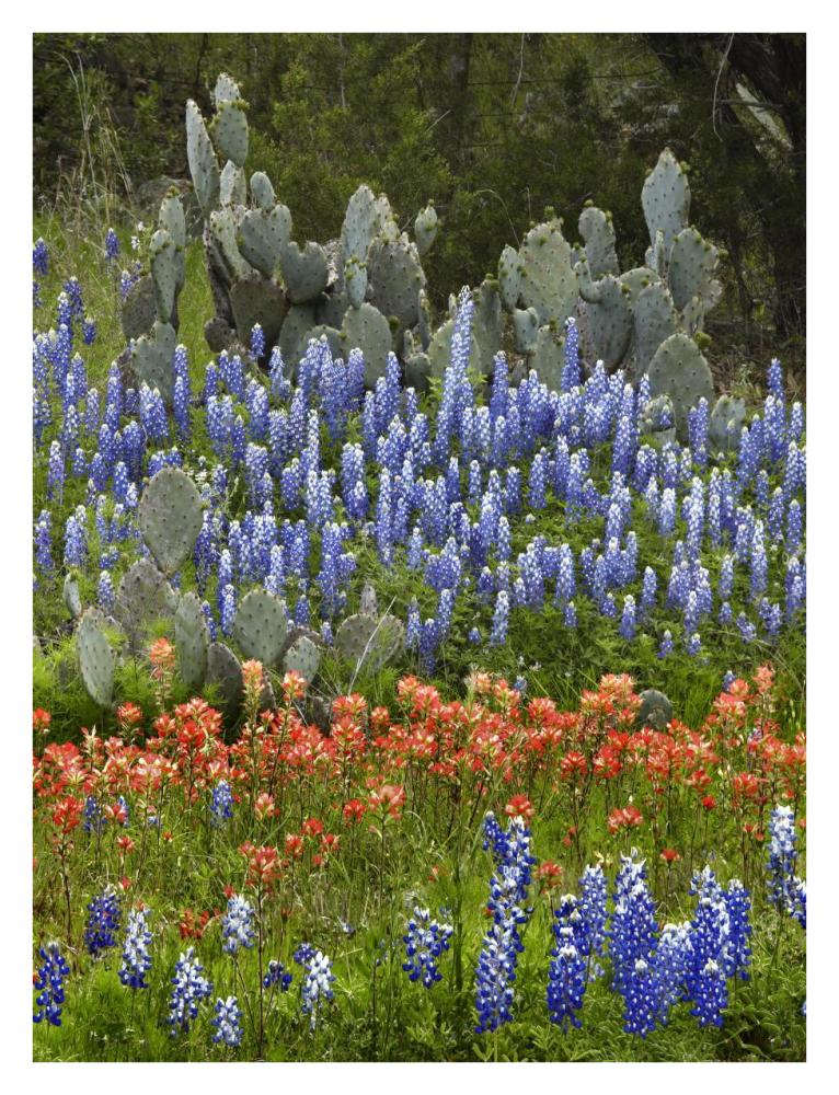 Bluebonnet and Pricky Pear cactus, Texas-Paper Art-26"x34"