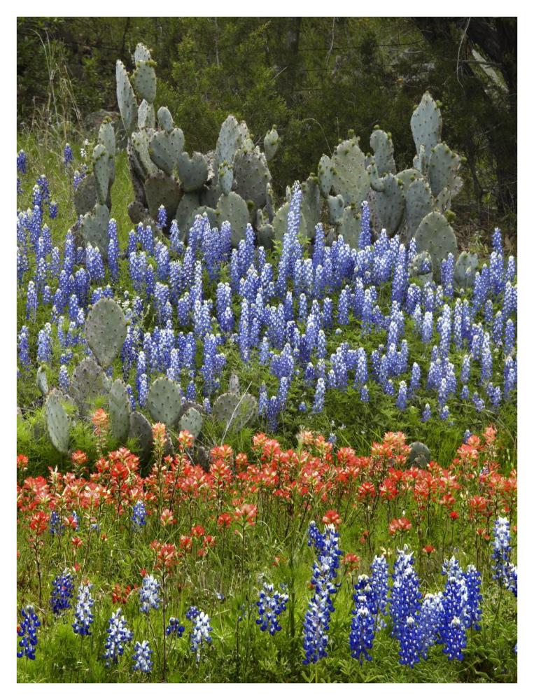 Bluebonnet and Pricky Pear cactus, Texas-Paper Art-32"x42"