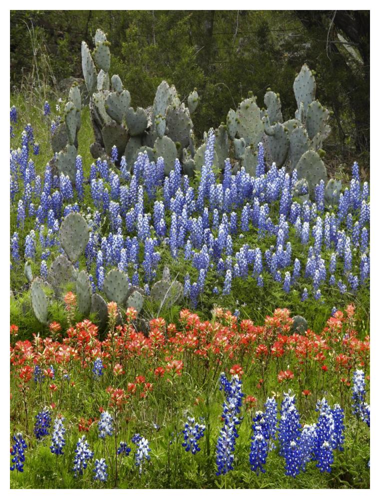 Bluebonnet and Pricky Pear cactus, Texas-Paper Art-38"x50"