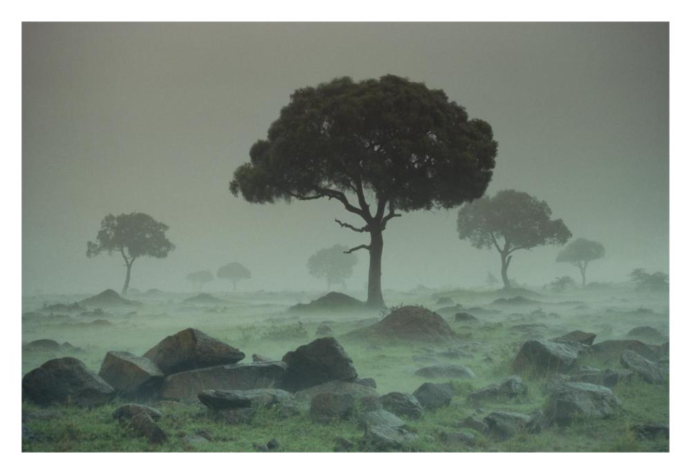 Rain storm on the Serengeti Plains, Kenya-Paper Art-32"x22"