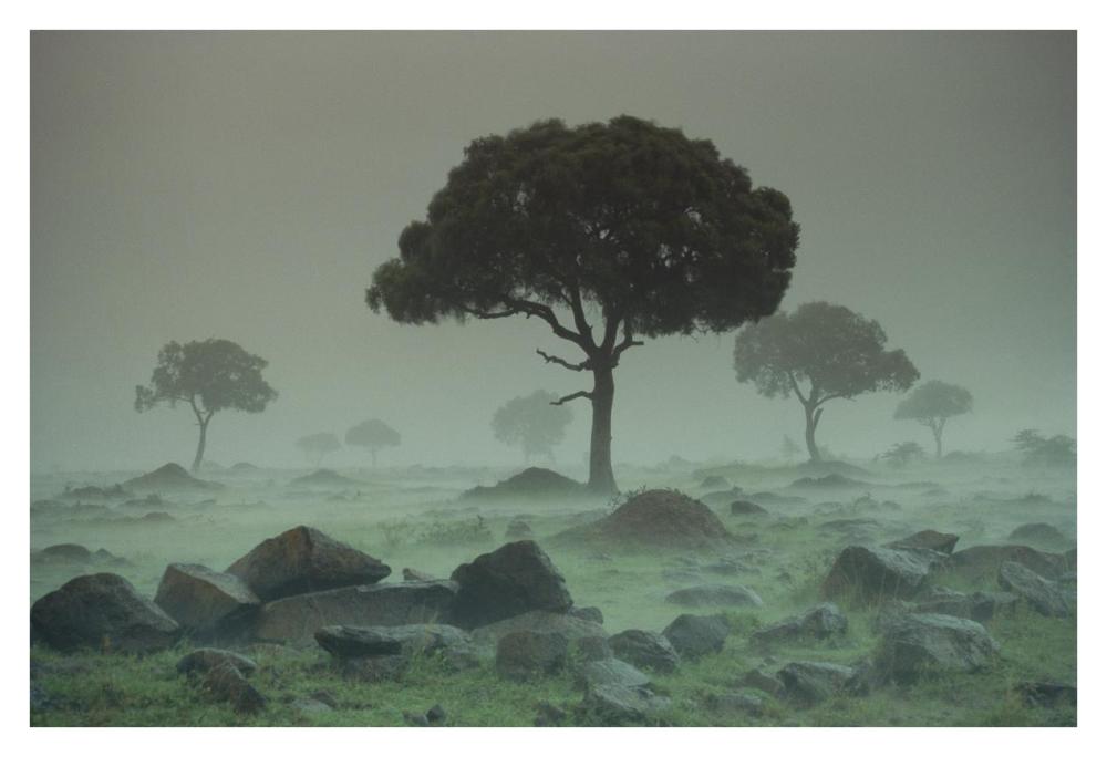 Rain storm on the Serengeti Plains, Kenya-Paper Art-38"x26"