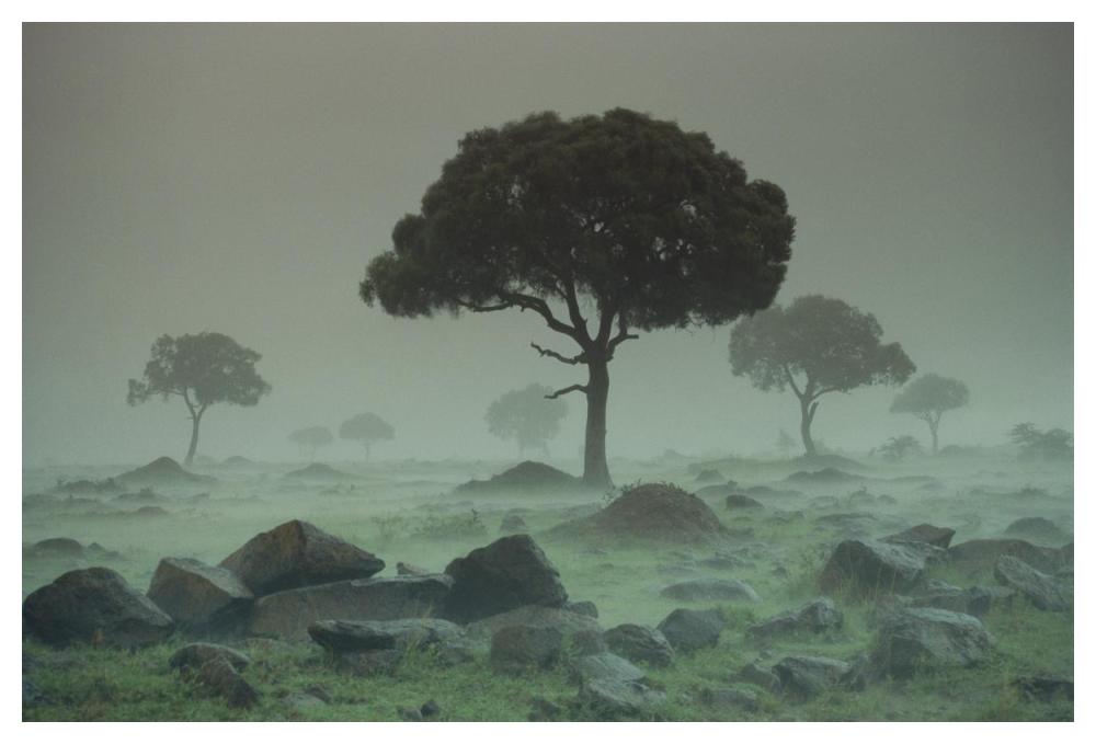 Rain storm on the Serengeti Plains, Kenya-Paper Art-50"x34"