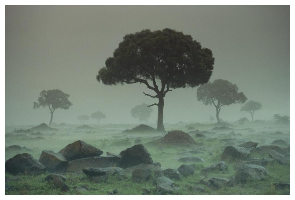 Rain storm on the Serengeti Plains, Kenya-Paper Art-62"x42"