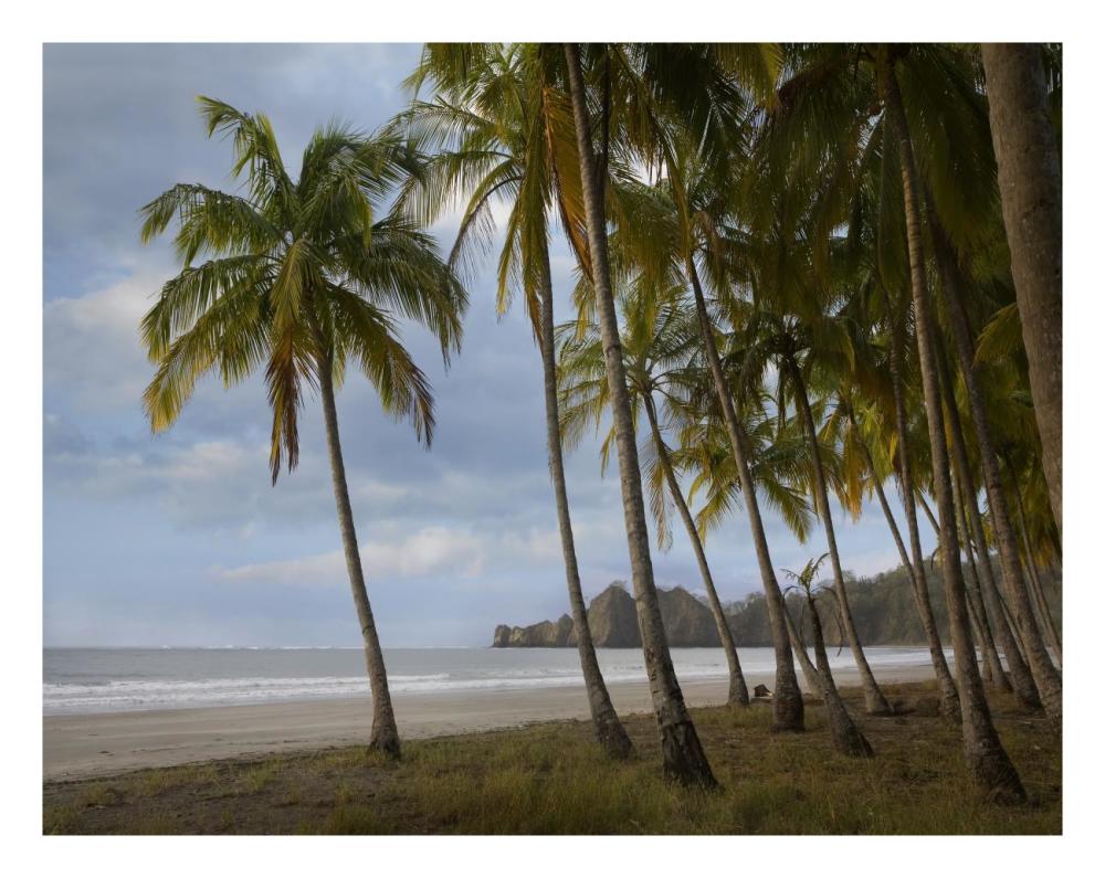 Palm trees line Carillo Beach, Costa Rica-Paper Art-26"x20"