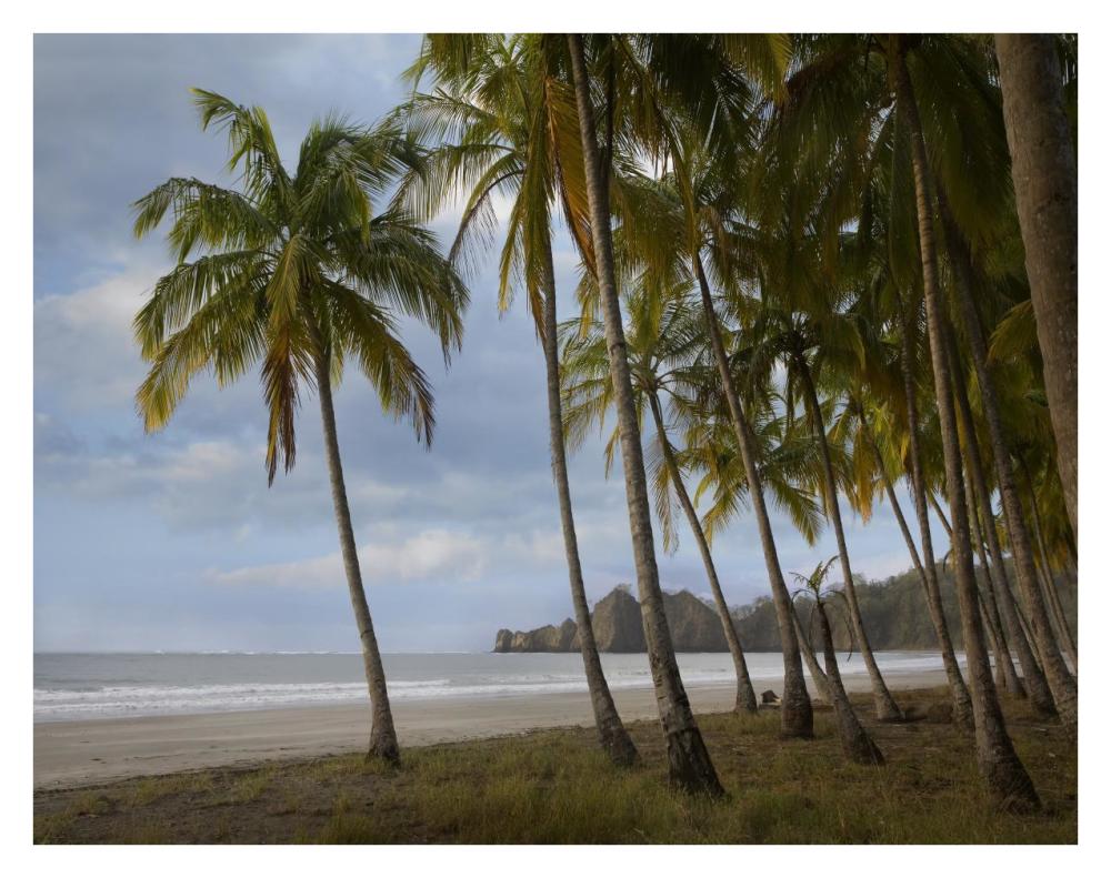 Palm trees line Carillo Beach, Costa Rica-Paper Art-34"x26"