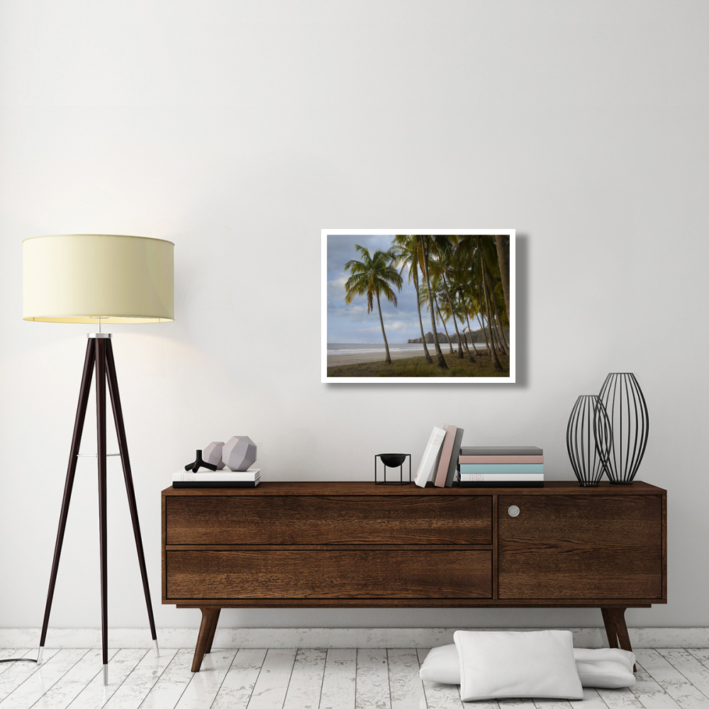 Palm trees line Carillo Beach, Costa Rica-Paper Art-34&quotx26"