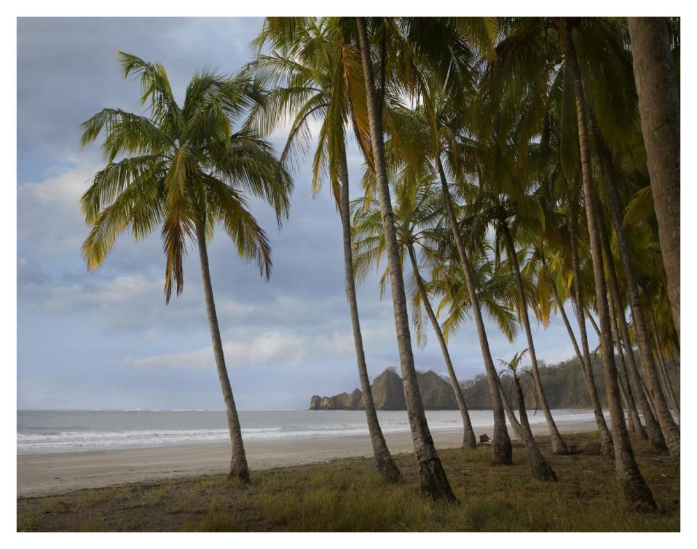 Palm trees line Carillo Beach, Costa Rica-Paper Art-42"x32"