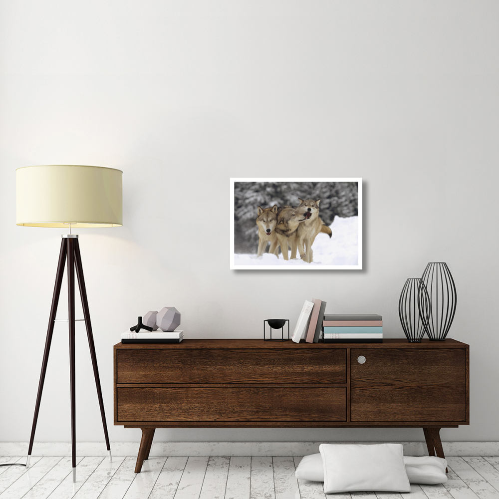 Timber Wolf trio playing in snow, Montana-Paper Art-32&quotx22"