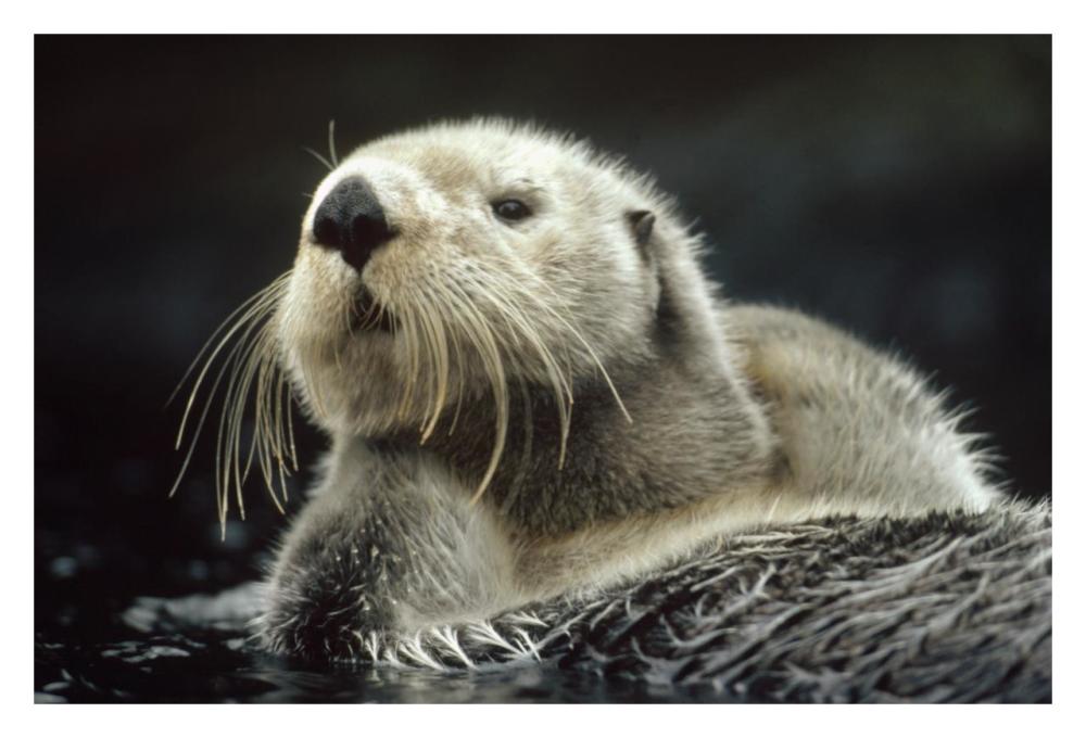 Sea Otter floating in kelp, North America-Paper Art-32"x22"