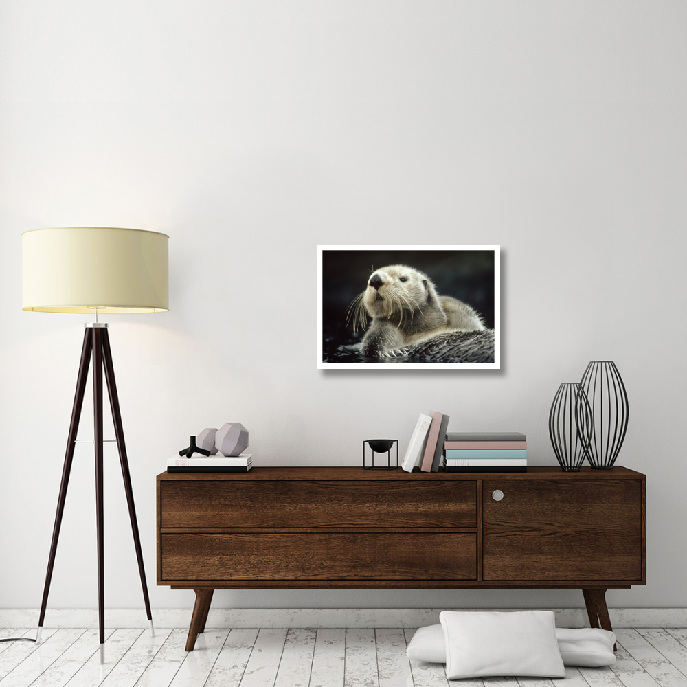 Sea Otter floating in kelp, North America-Paper Art-32&quotx22"