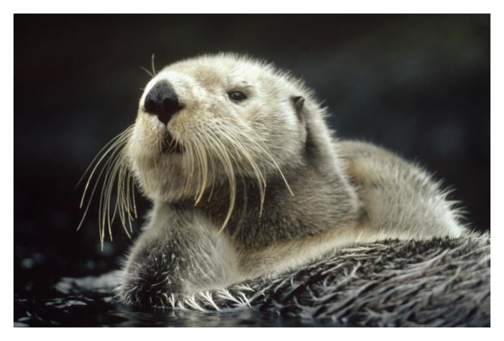 Sea Otter floating in kelp, North America-Paper Art-38"x26"