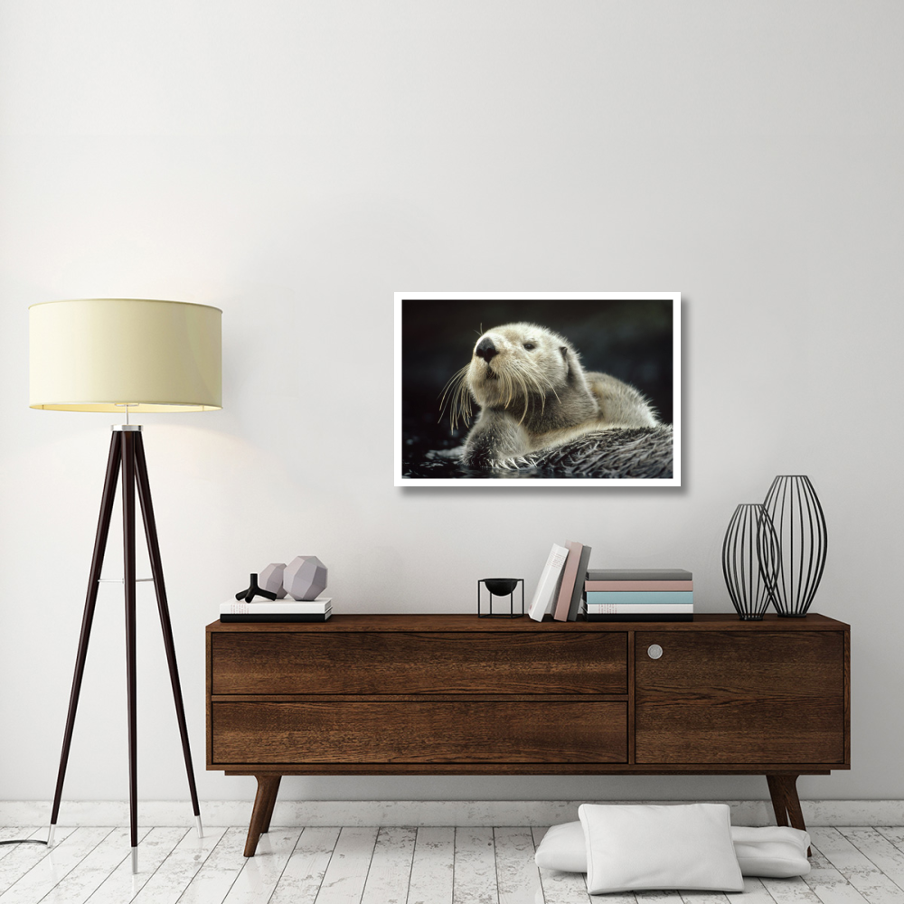 Sea Otter floating in kelp, North America-Paper Art-38&quotx26"