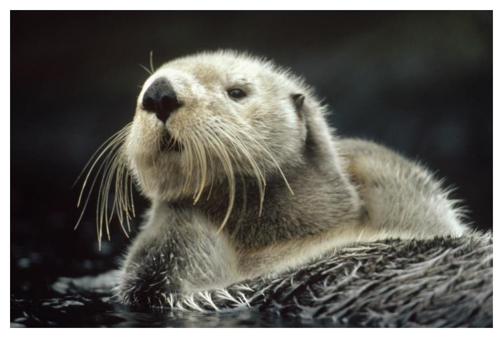 Sea Otter floating in kelp, North America-Paper Art-50"x34"