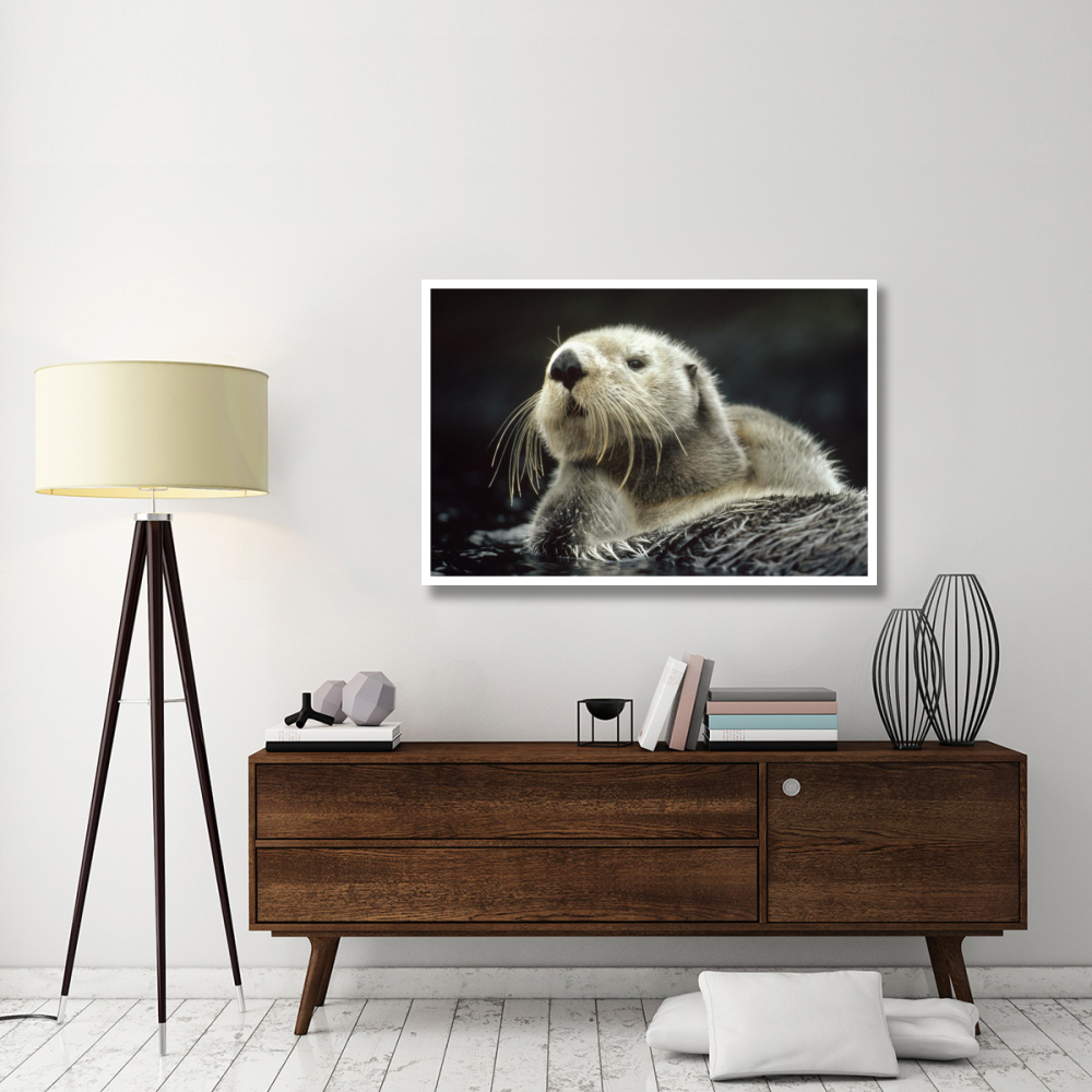 Sea Otter floating in kelp, North America-Paper Art-50&quotx34"