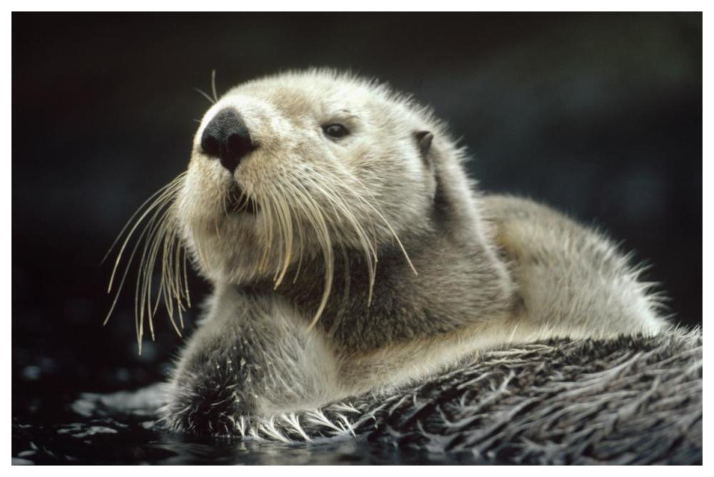 Sea Otter floating in kelp, North America-Paper Art-62"x42"