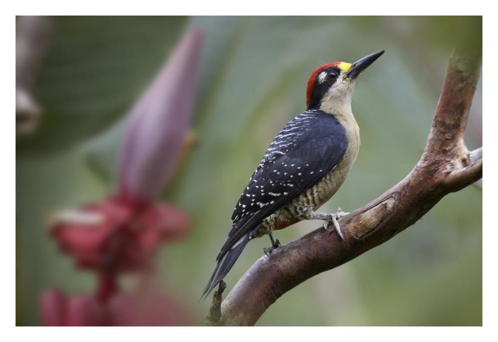 Black-cheeked Woodpecker male, Costa Rica-Paper Art-32"x22"