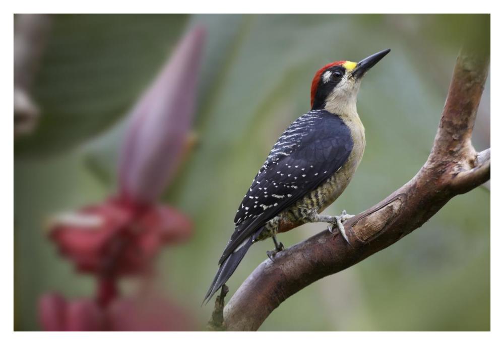 Black-cheeked Woodpecker male, Costa Rica-Paper Art-38"x26"