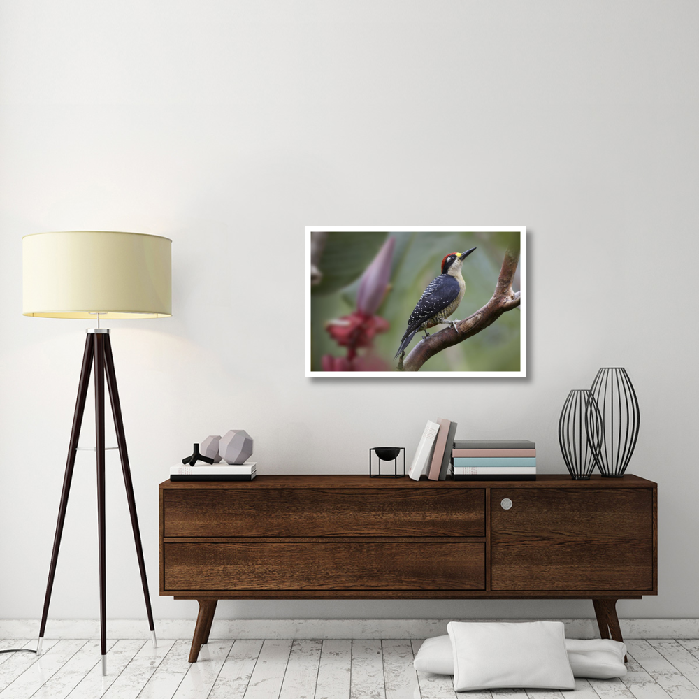 Black-cheeked Woodpecker male, Costa Rica-Paper Art-38&quotx26"