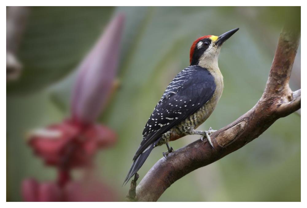 Black-cheeked Woodpecker male, Costa Rica-Paper Art-50"x34"