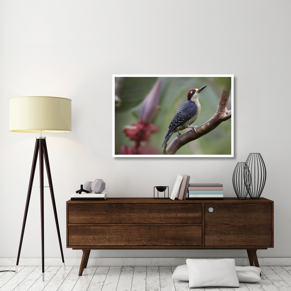 Black-cheeked Woodpecker male, Costa Rica-Paper Art-50&quotx34"