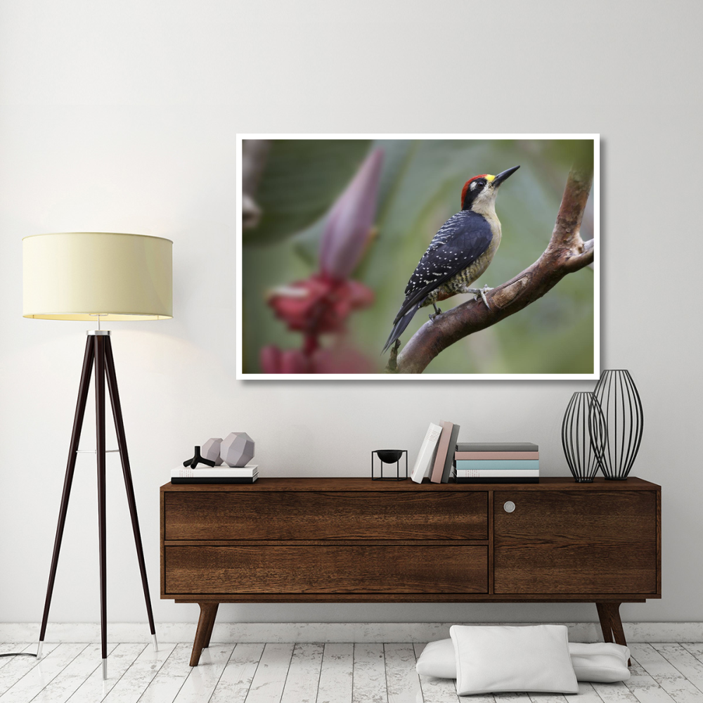 Black-cheeked Woodpecker male, Costa Rica-Paper Art-62&quotx42"