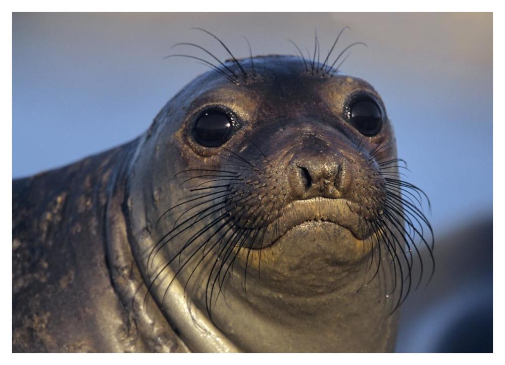 Northern Elephant Seal pup, North America-Paper Art-42"x30.4"