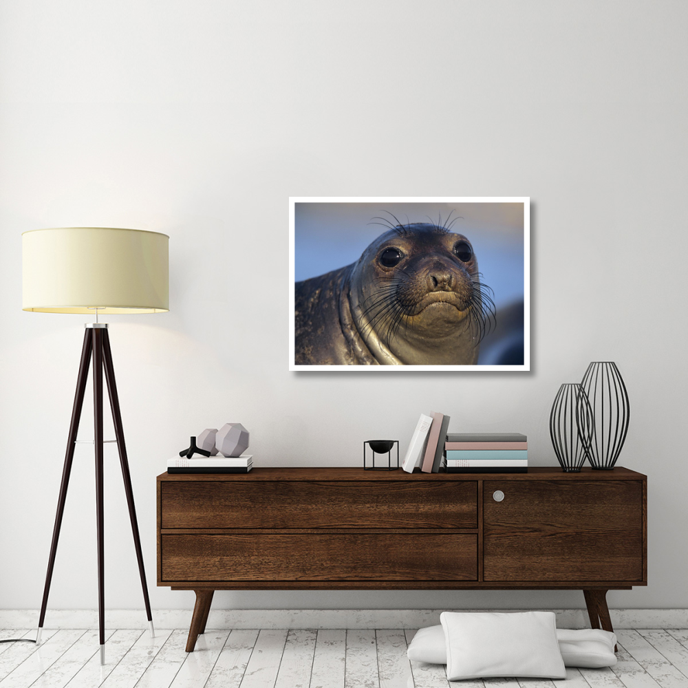 Northern Elephant Seal pup, North America-Paper Art-42&quotx30.4"
