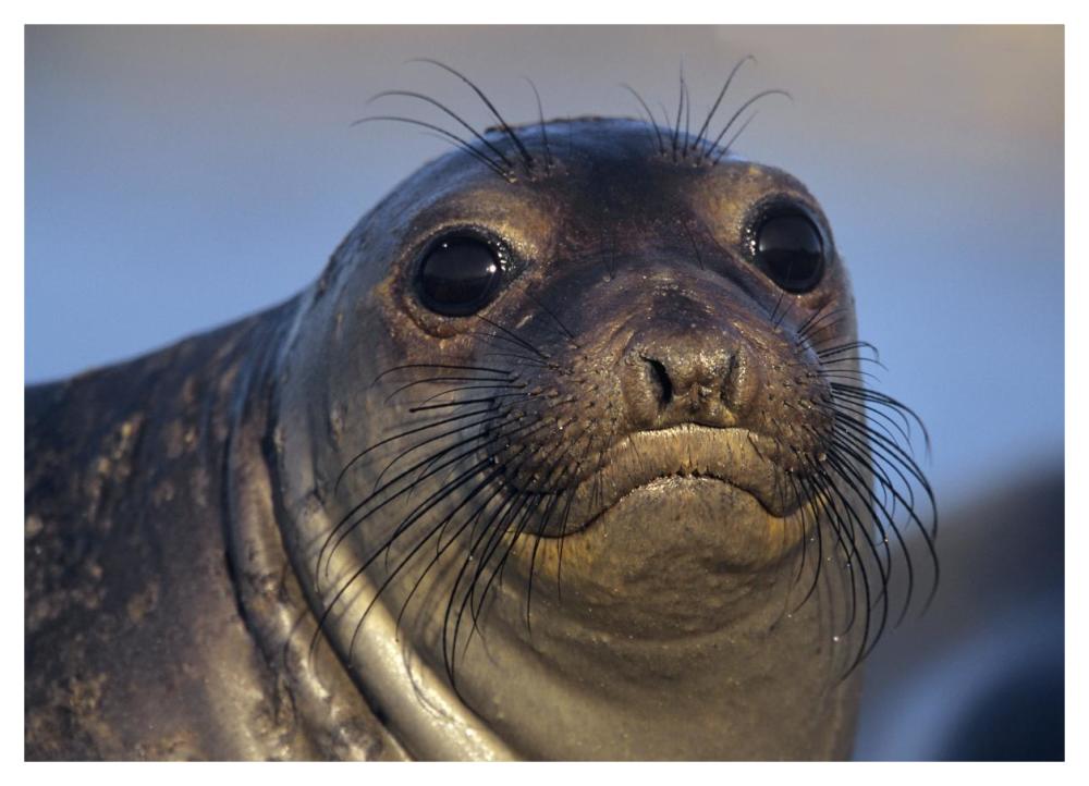 Northern Elephant Seal pup, North America-Paper Art-46"x33.24"