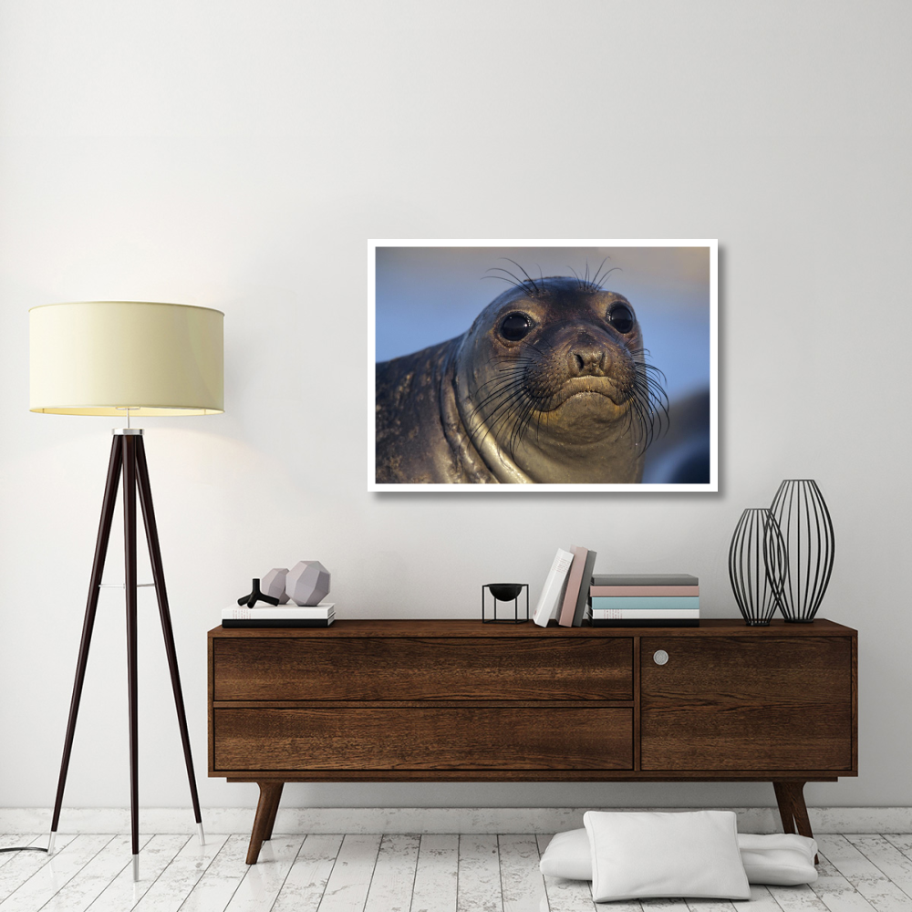 Northern Elephant Seal pup, North America-Paper Art-46&quotx33.24"