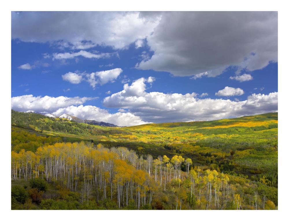 Gunnison National Forest in fall, Colorado-Paper Art-26"x20"