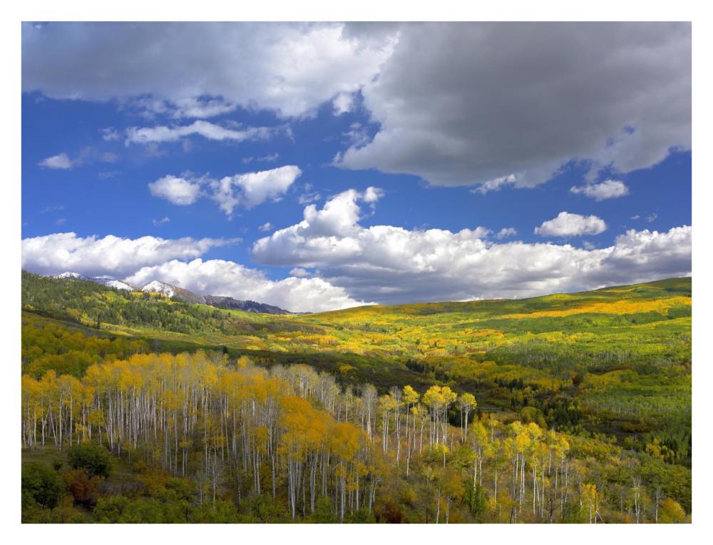 Gunnison National Forest in fall, Colorado-Paper Art-34"x26"