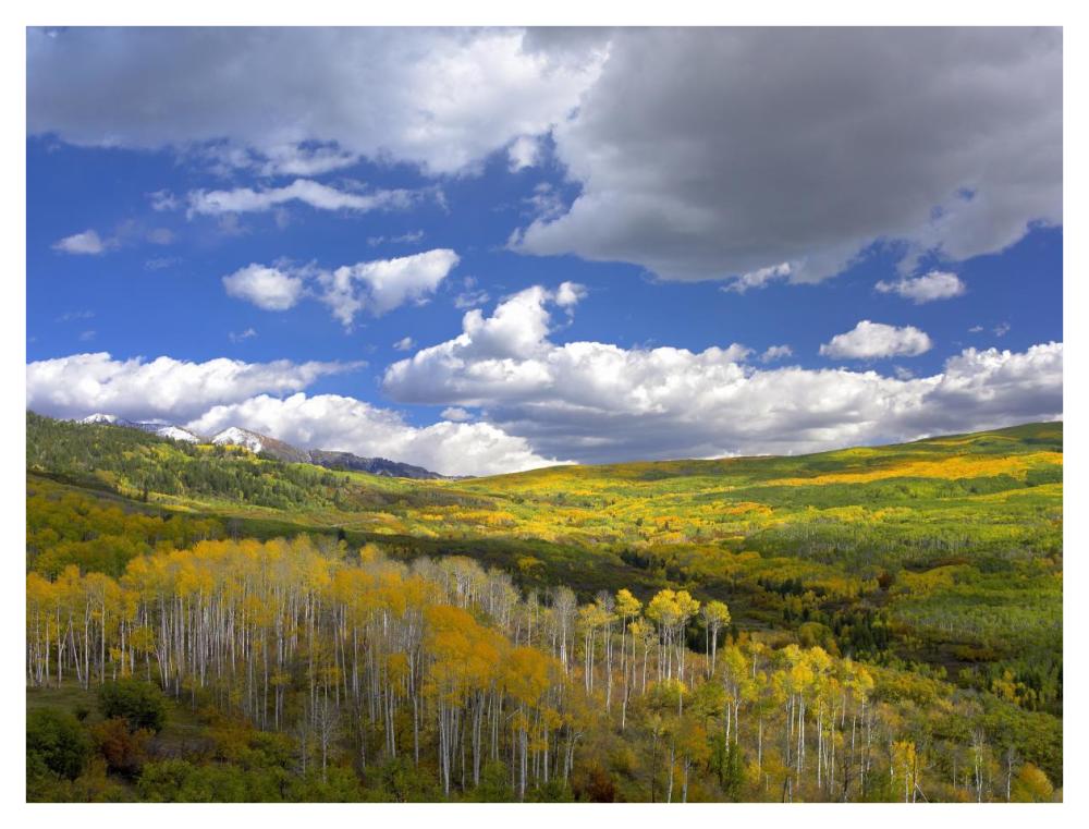 Gunnison National Forest in fall, Colorado-Paper Art-42"x32"