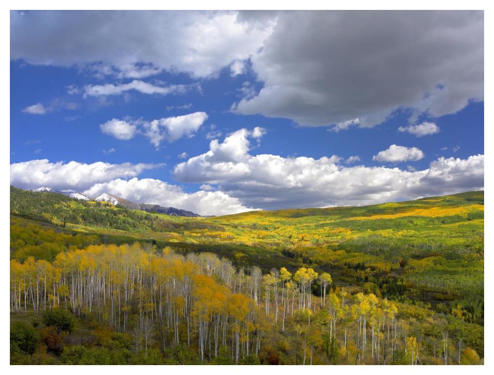 Gunnison National Forest in fall, Colorado-Paper Art-50"x38"