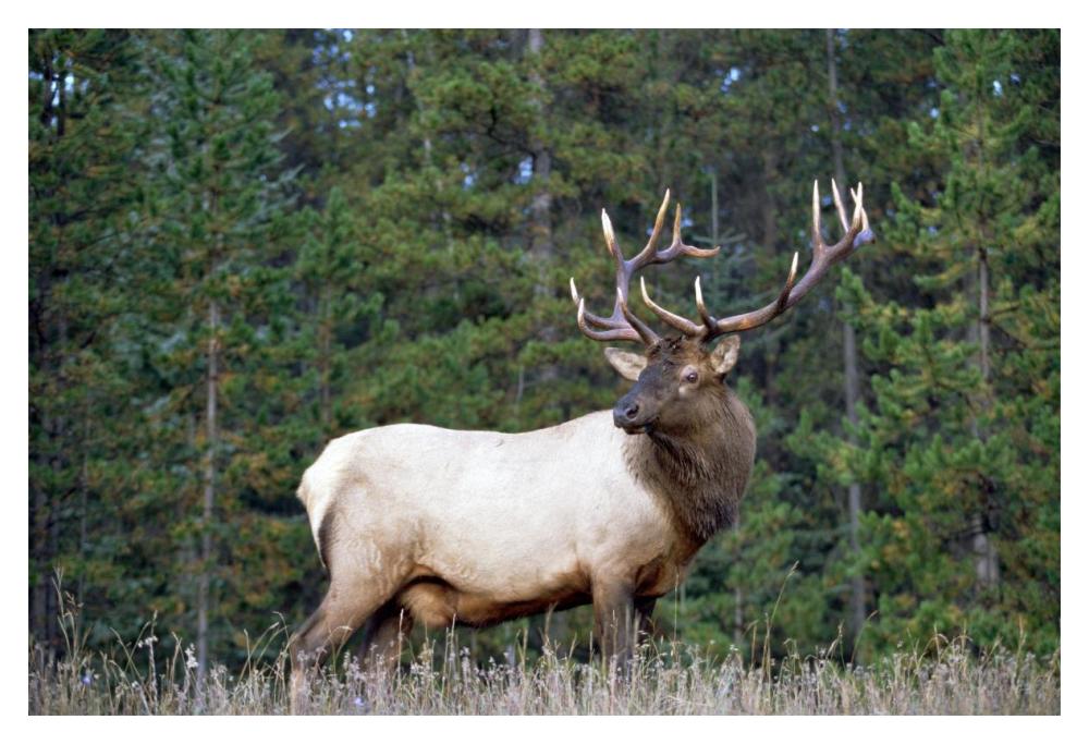Elk or Wapiti male portrait, North America-Paper Art-20"x14"