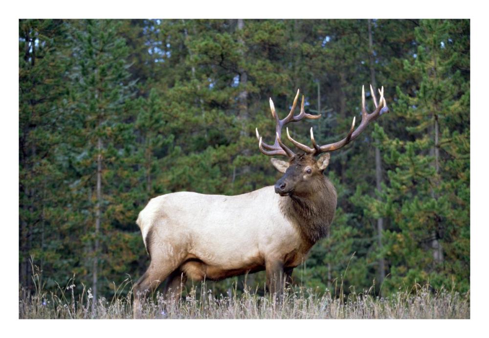 Elk or Wapiti male portrait, North America-Paper Art-26"x18"
