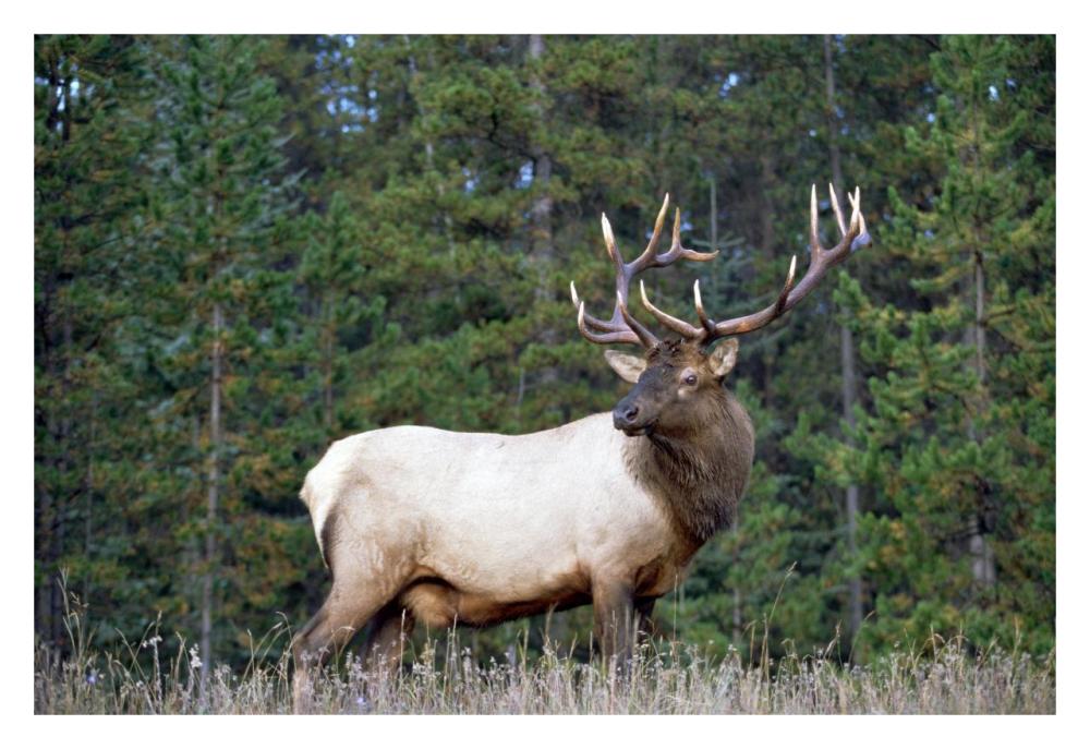 Elk or Wapiti male portrait, North America-Paper Art-32"x22"
