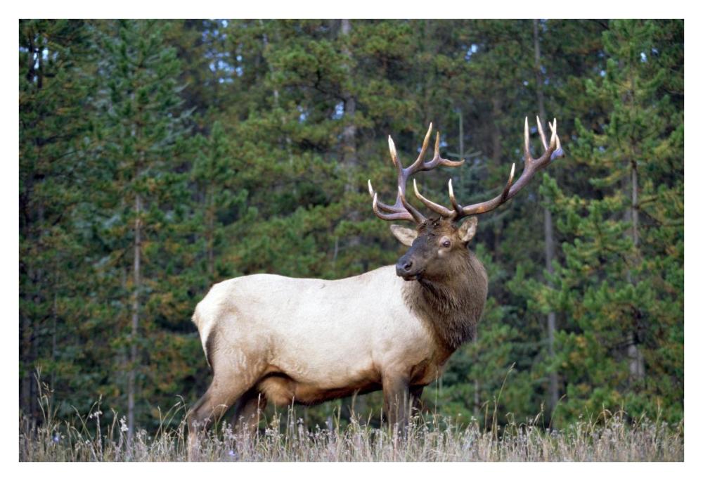 Elk or Wapiti male portrait, North America-Paper Art-38"x26"