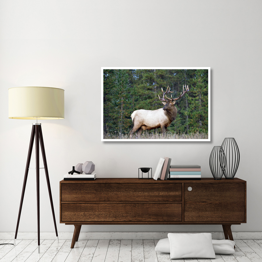 Elk or Wapiti male portrait, North America-Paper Art-50&quotx34"