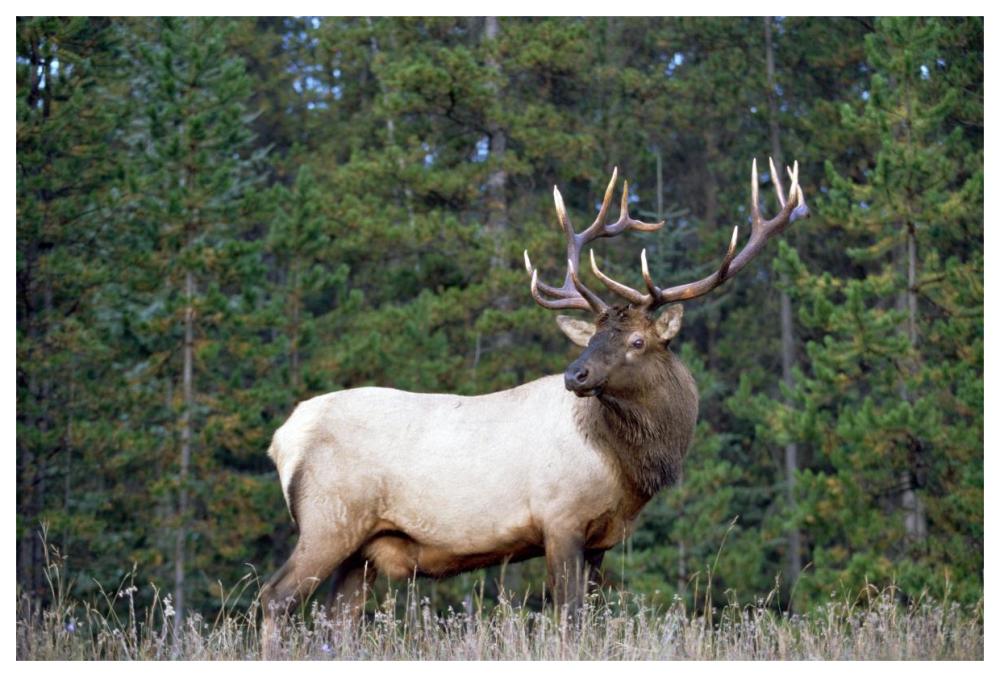 Elk or Wapiti male portrait, North America-Paper Art-62"x42"