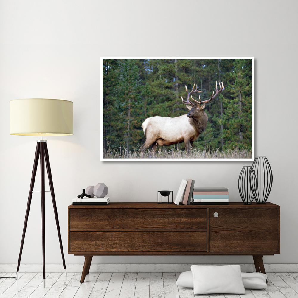 Elk or Wapiti male portrait, North America-Paper Art-62&quotx42"