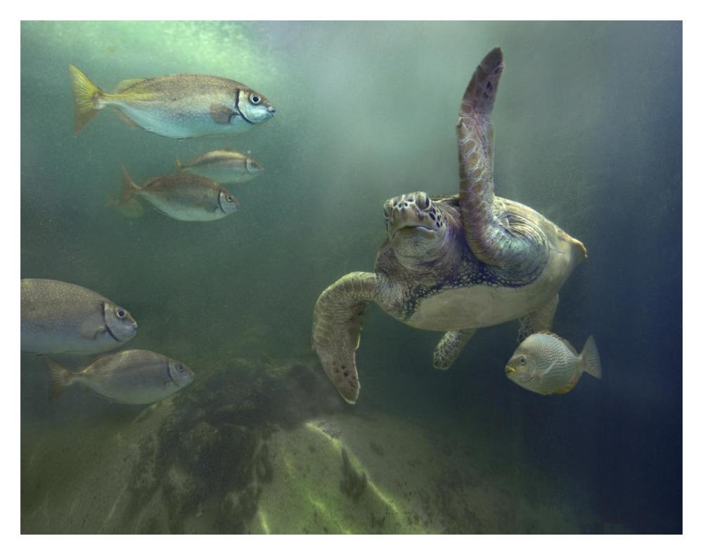 Green Sea Turtle and fish, Sabah, Malaysia-Paper Art-18"x14"