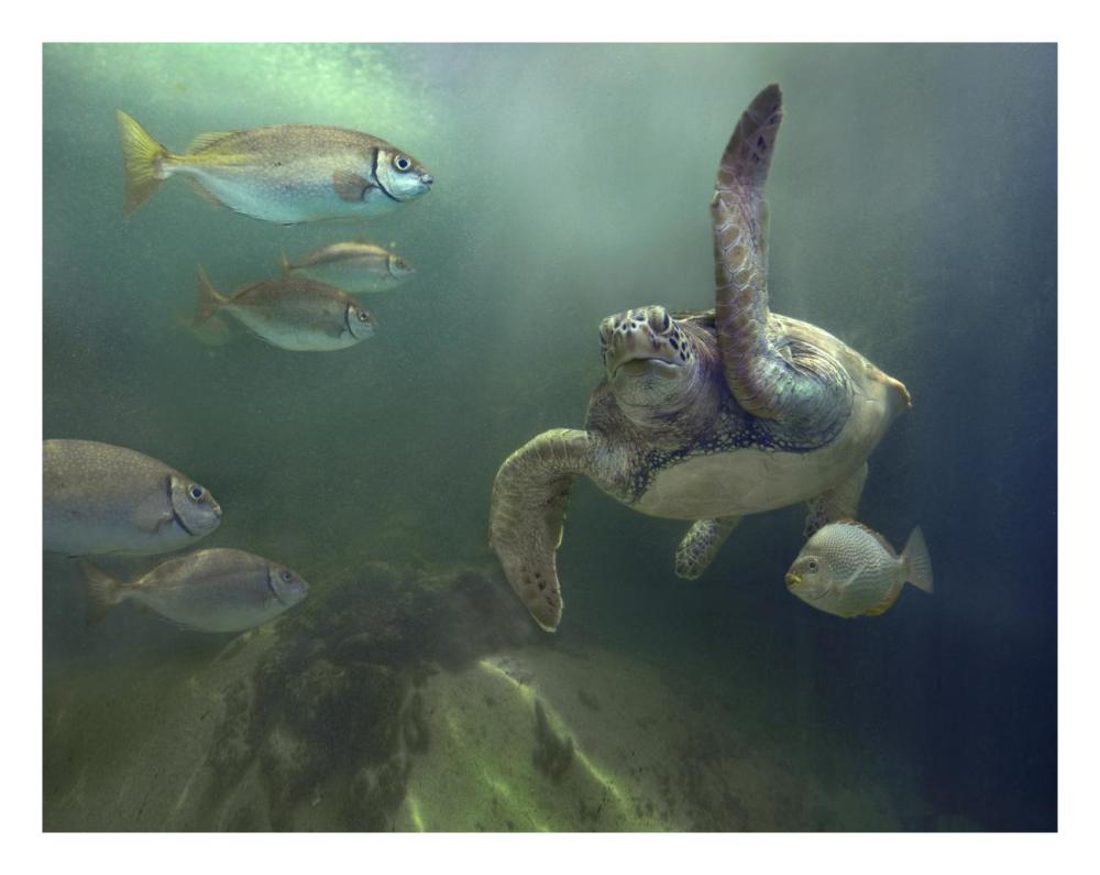 Green Sea Turtle and fish, Sabah, Malaysia-Paper Art-26"x20"
