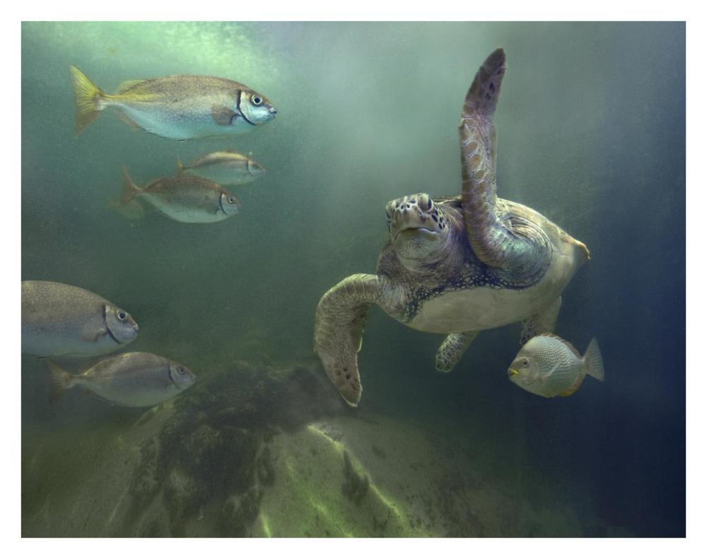 Green Sea Turtle and fish, Sabah, Malaysia-Paper Art-34"x26"