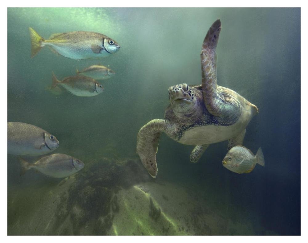 Green Sea Turtle and fish, Sabah, Malaysia-Paper Art-42"x32"