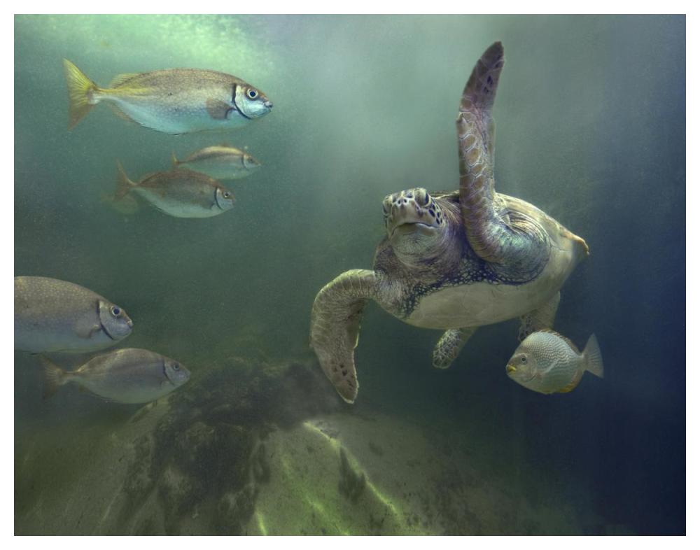 Green Sea Turtle and fish, Sabah, Malaysia-Paper Art-50"x38"