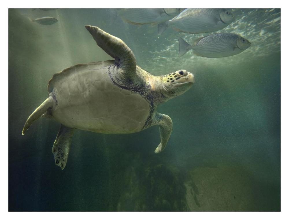 Green Sea Turtle and fish, Sabah, Malaysia-Paper Art-18"x14"