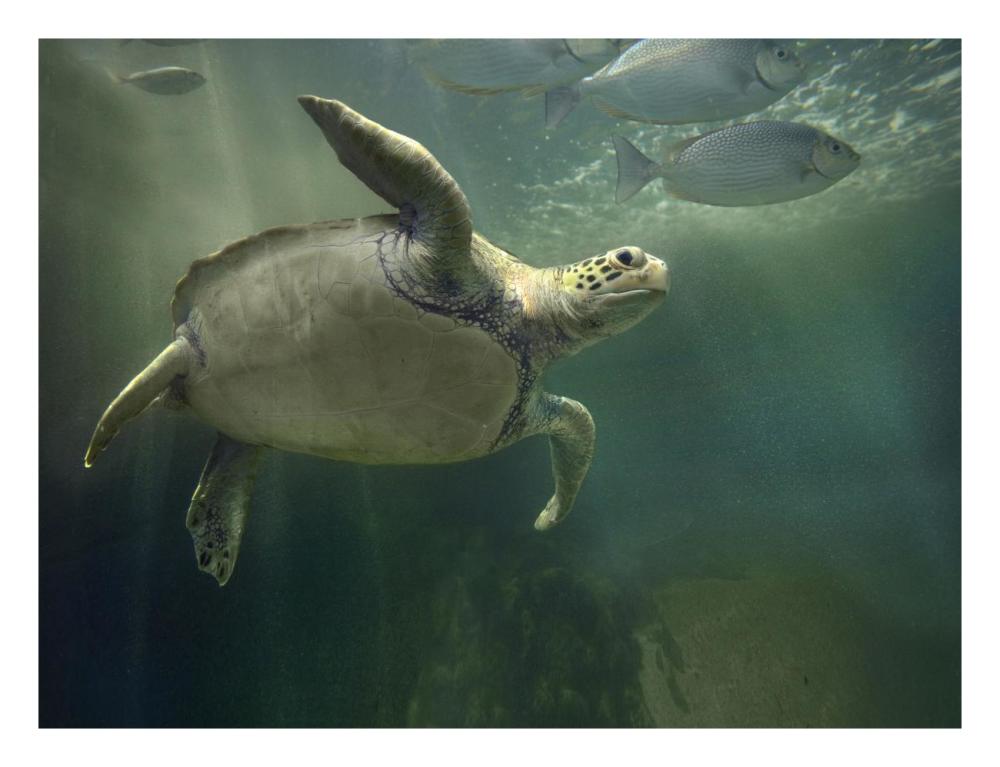 Green Sea Turtle and fish, Sabah, Malaysia-Paper Art-26"x20"
