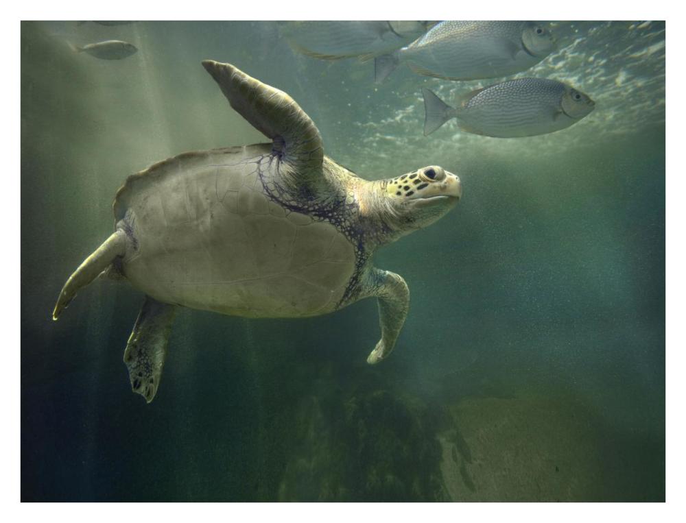 Green Sea Turtle and fish, Sabah, Malaysia-Paper Art-34"x26"