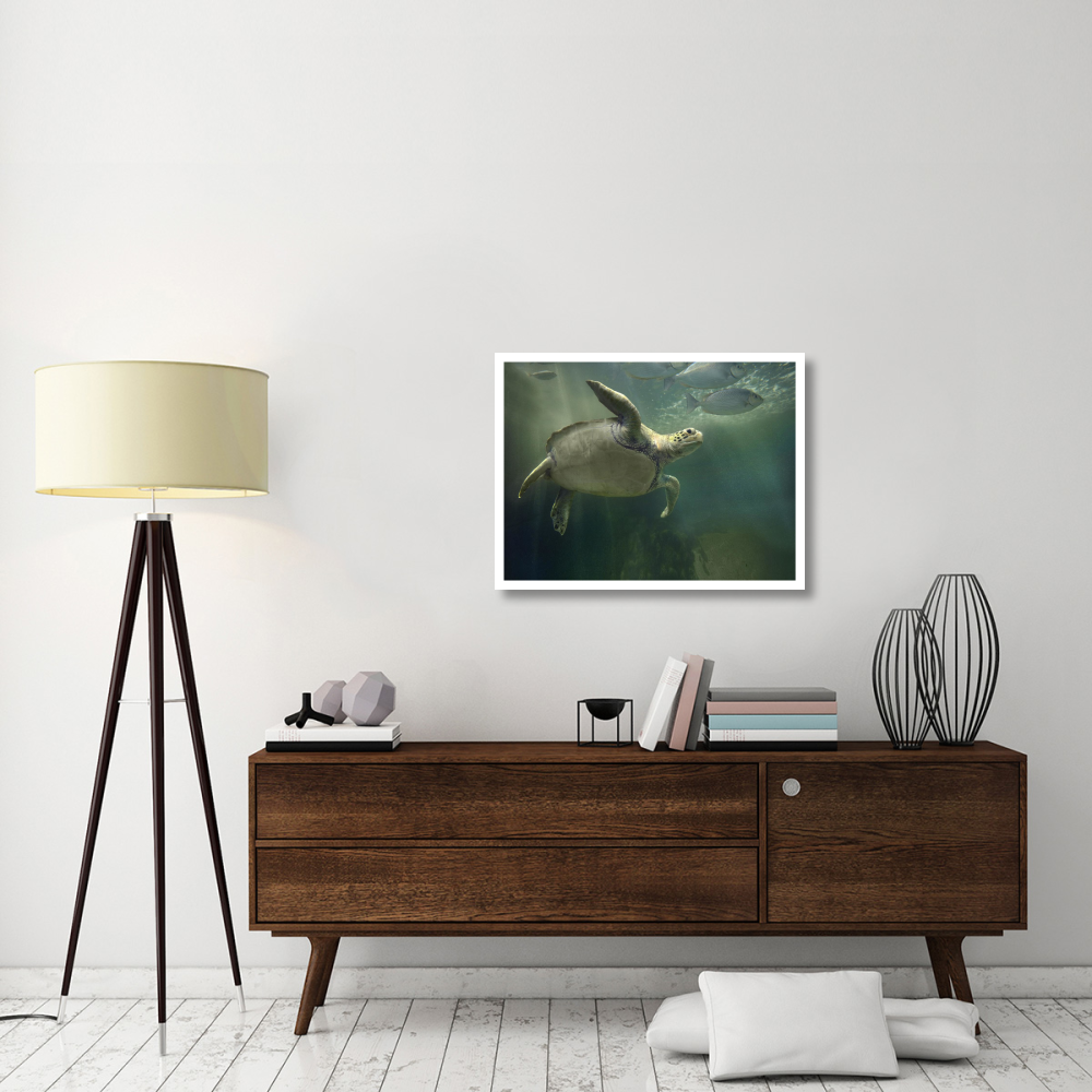 Green Sea Turtle and fish, Sabah, Malaysia-Paper Art-34&quotx26"